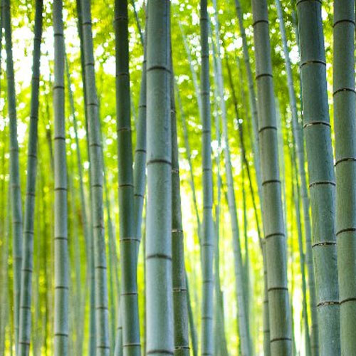 afforestation